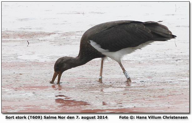 Sort stork Salme Nor Foto: Hans Villum Christensen