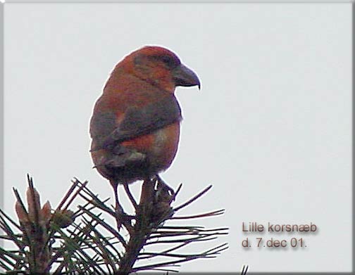 Lille korsnb  Loxia pytyopsittacus p bjergfyr Kogtvedvej Svendborg den 7. december 2001. EE-foto