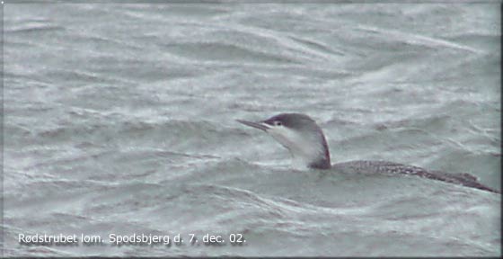 Rdstrubet lom i lystbdehavnen, Spodsbjerg d. 7. dec 01.