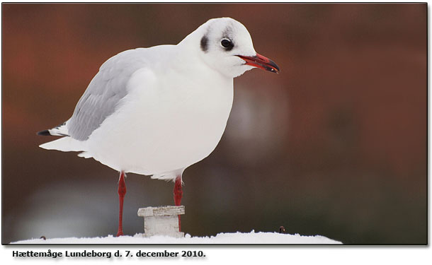 Endnu en Httemge. Denne gang fra Lundeborg. Fotograf: Poul Brugs Rasmussen