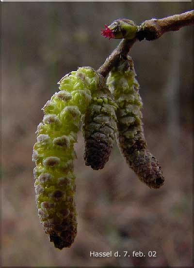 Hassel blomstrer lige i jeblikket. Torsdag den 7. februar 2002.