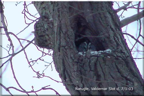 Natuglen ved Valdemar Slot p plads i dag.