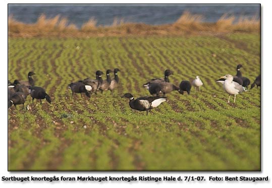 Sortbuget knortegs fotograferet af Bent Staugaard, Ristinge hale