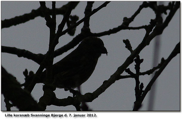 Lille korsnb silhouet