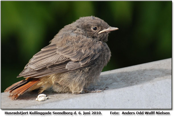 Unge af Husrdstjert Kullinggade Svendborg Foto: Anders Odd Wulff Nielsen