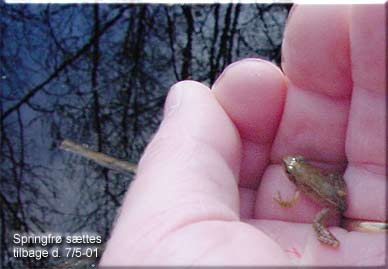 Springfr sttes tilbage i vandhullet efter at have vret "opdrttet" indendrs. EE-foto