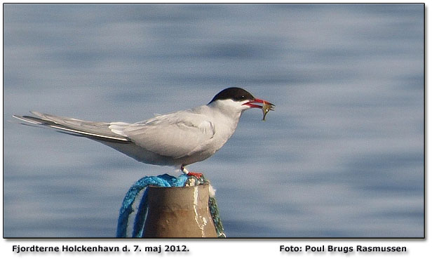 Fjordterne med bejlerfde         Foto: Poul Brugs Rasmussen