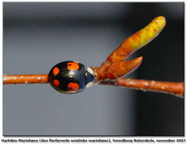 Harmonia axyridis eller Harlekin-mariehne