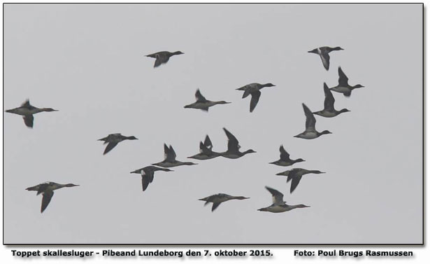 Toppet skalleslugere og pibender Foto: Poul Brugs Rasmussen