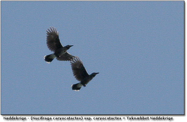 Nddekrige - Nucifraga caryocatactes  ssp. caryocatactes = Tyknbbet Nddekrige. Her ses den tyknbbede Nddekriges sorte spidser p mellemste halefjer; normalt er selve spidsen hvid hos Tyndnbbet. 