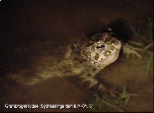 Bufo viridis Grnbroget tudse sndag den 8. april 01