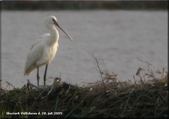 Arkiv:                Skestork AD Vidslusen, Snderjylland