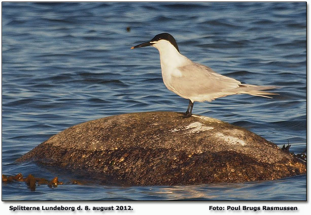 Splitterne Foto: Poul Brugs Rasmussen