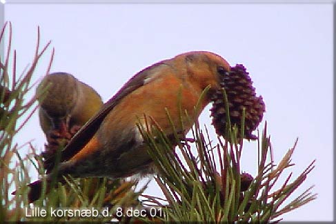 Lille korsnb  Loxia pytyopsittacus p bjergfyr Kogtvedvej Svendborg den 8. december 2001. EE-foto