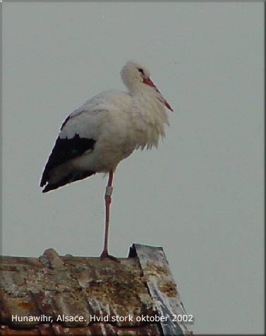 Hvid stork fra storkefarmen i Alsace overnatter ligeledes p tagene i byen