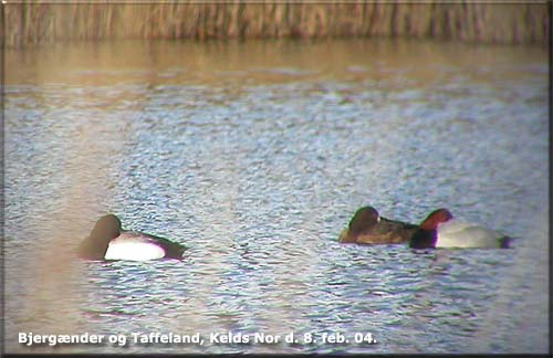 Bjergnder 1 Han, 1 Hun og Taffeland