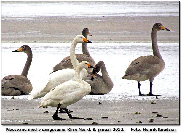 1 Pibesvane blandt 80 sangsvaner ved Klise Nor, Langeland  Foto: Henrik Knudsen