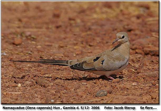 Namaquadue (Oena capensis) Hun , Gambia d. 5/12- 2006 Foto: Jacob Sterup med  Pentax *ist DS & Sigma 400 mm  