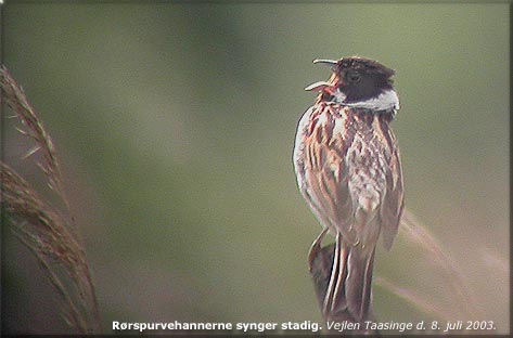 Rrspurv Vejlen Taasinge.