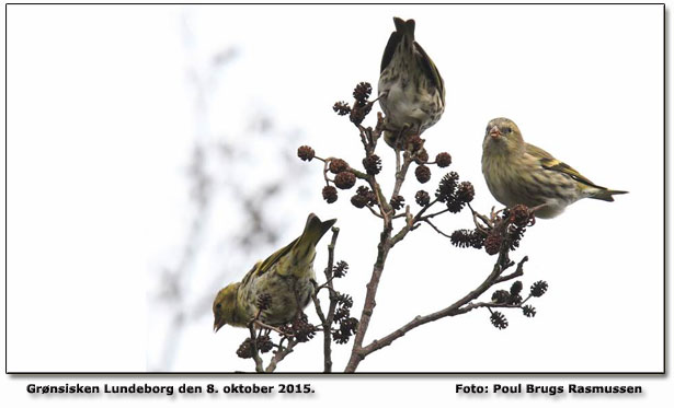 Grnsisken      Foto: Poul Brugs Rasmussen