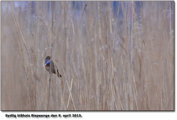 Sydlig blhals  Bispeenge den 9. april 2015.