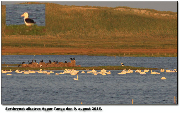 Sortbrynet albatros Agger  Tange