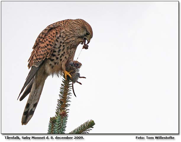 Trnfalk med frokost.                    Foto: Tom Willestofte