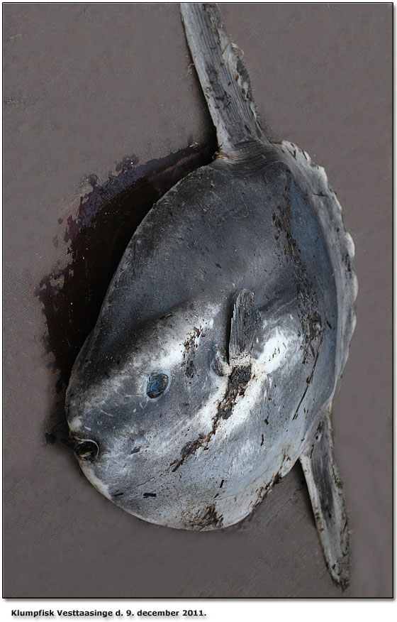 Klumpfisken fundet ved ud Tørvevej på vestkysten af Taasinge d. 9. december 2011. Afleveret til Naturama
