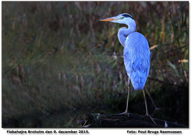 Fiskehejre Foto: Poul Brugs Rasmussen