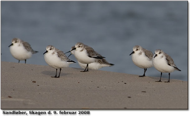 Sandlber, Grenen Skagen