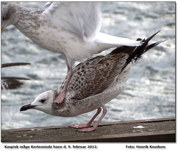 Kaspisk mge Kerteminde havn. Foto: Henrik Knudsen