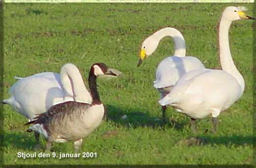 Canadags fra Stjoul. 9. januar 2001. EE-foto