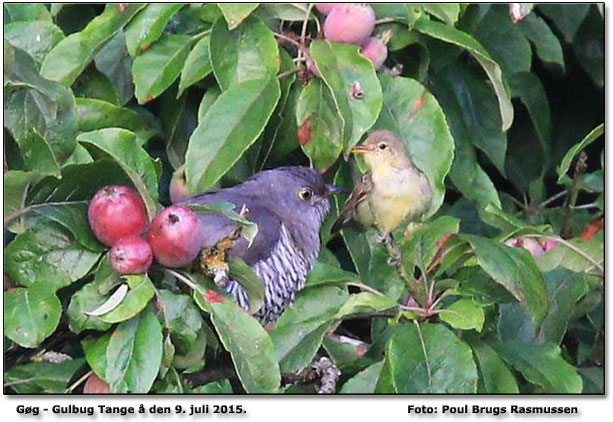 Gøg og Gulbug Foto: Poul Brugs Rasmussen