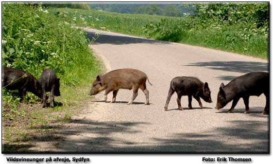 Vildsvin -Grnderup, 2 km sydvest for Brndegrd S