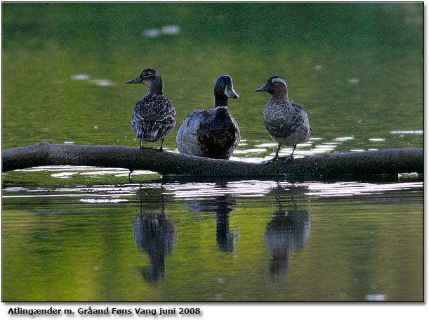 Atlingnder med grand ved Fns Vang den 5. juni 2008