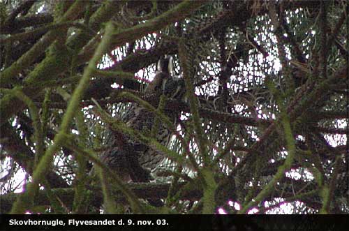 Skovhornugle, Flyvesandet