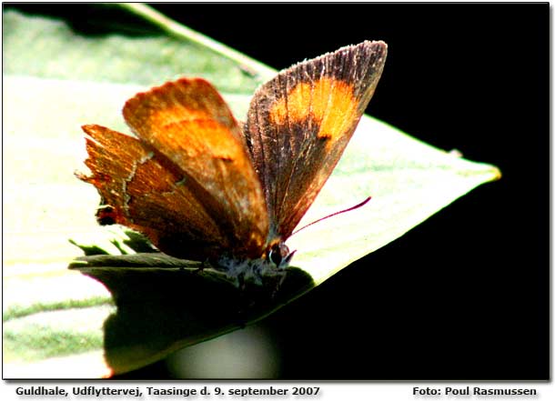 Guldhale Foto: Poul Rasmussen