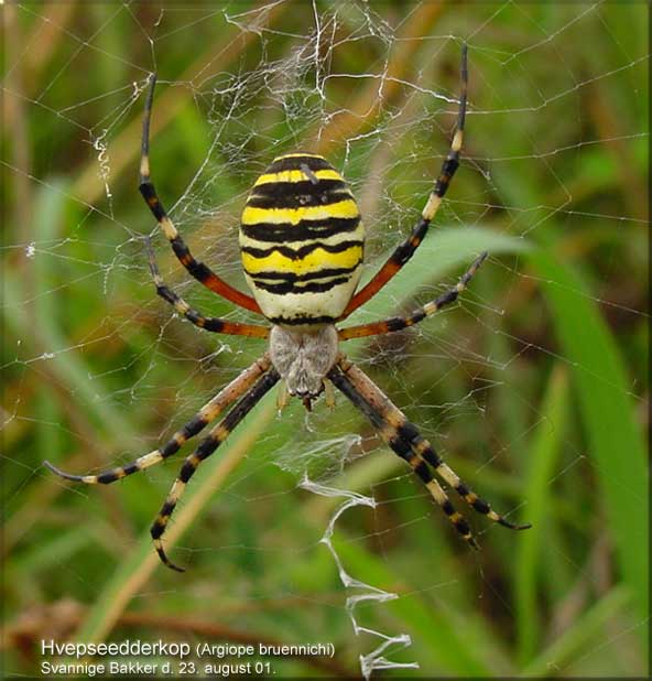 Hvepseedderkop (Argiope bruennichi) Svannige Bakker den 23 . august 01.