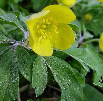 Gul anemone