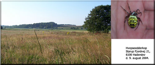 Lokalitet og hvepseedderkop fra Haderslev Fjord