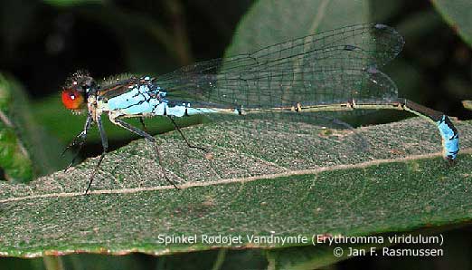 Spinkel Rdjet Vandnymfe (Erythromma viridulum). Foto Jan Fischer Rasmussen