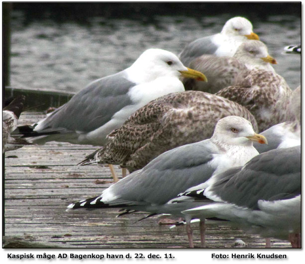 Kaspisk mge AD Bagenkop havn Foto: Henrik Knudsen 