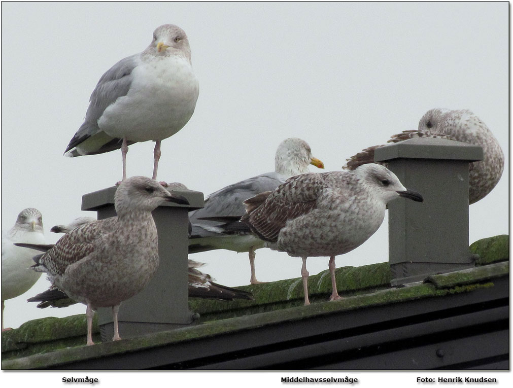 P billedet 3 voksne Slvmger + 2 unge Slvmger og 1 Middelhavsslvmge. Billedet er taget d. 15. januar 2011 i Bagenkop havn af Henrik Knudsen.