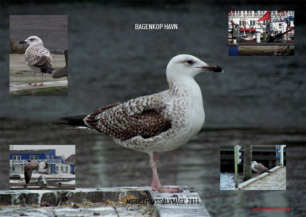 Collage af Middelhavsmge ved Bagenkop 2011 lavet af Henrik Knudsen