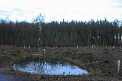 Skovhullet med Springfr og Lille vandsalamander.