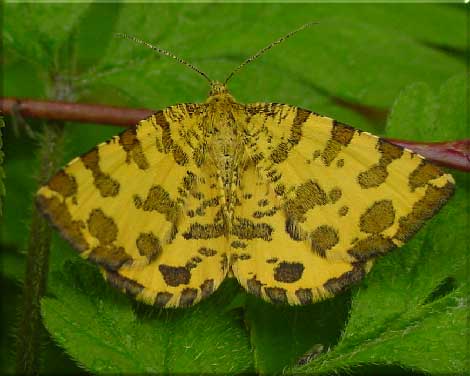 Pantermler (Pseudopanthera macularia) flyver ved stien ud til fugleskjulet ved Sollerup - Arreskov