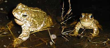 Bufo calamita, strandtudse, Skar den 22. april 1999 (18783 bytes) EEfoto