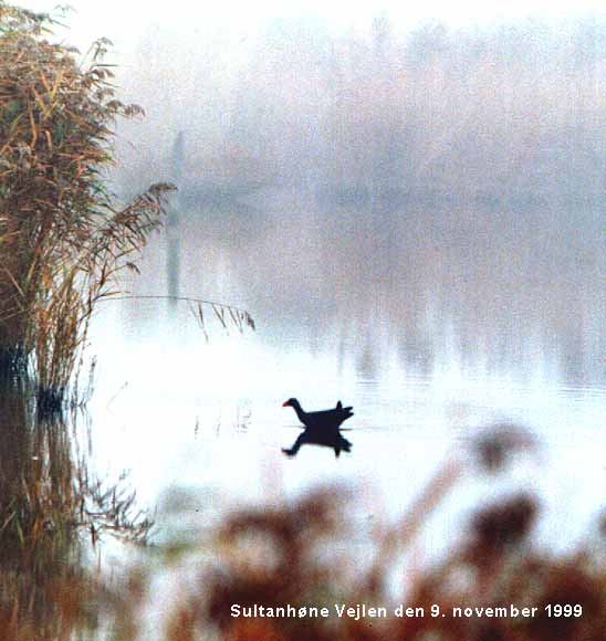 Sultanhne (Porphyrio madagascariensis) fotograferet i vejlen den 9. november 1999. Copyright EEcklon.